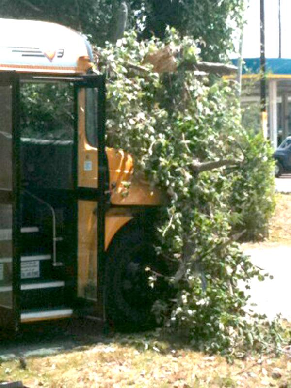 Tree falls, hits bus carrying 30