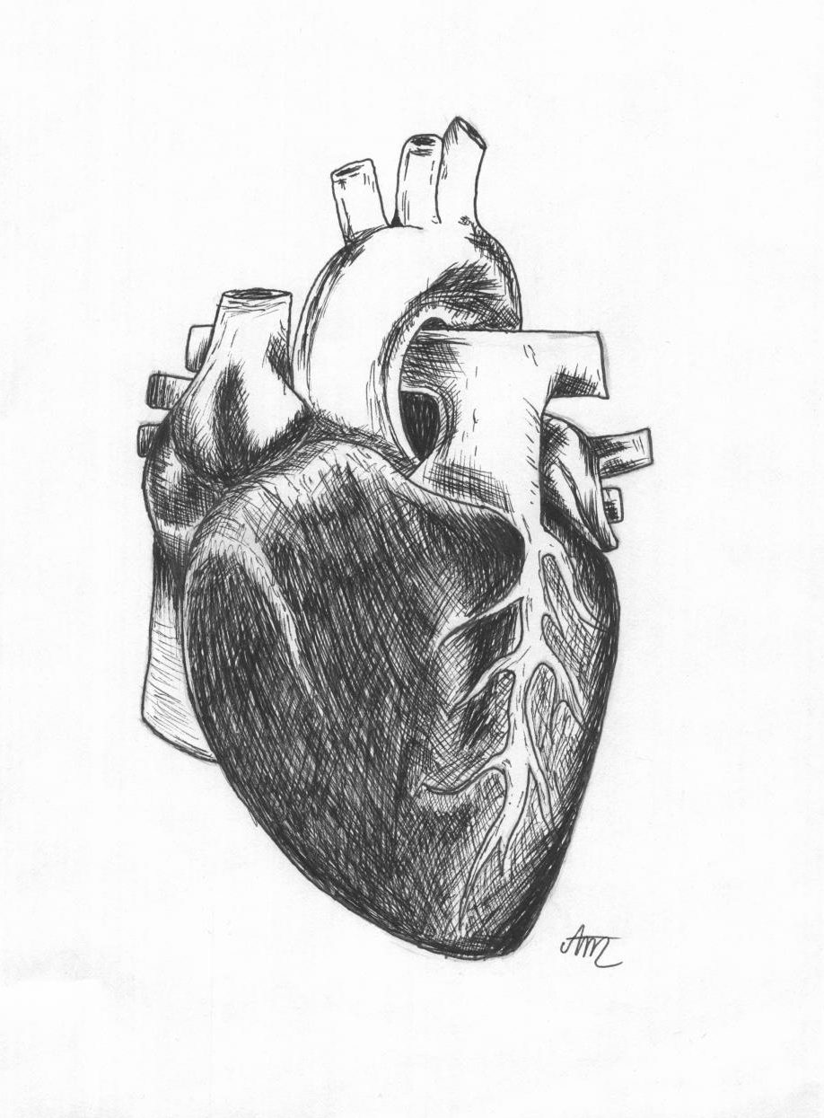 Human Heart Pencil Drawing 3d Illustration Stock Illustration 1484556947 |  Shutterstock