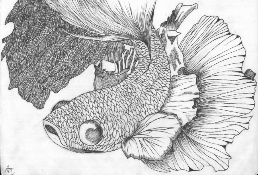 Sketch of Beta fish