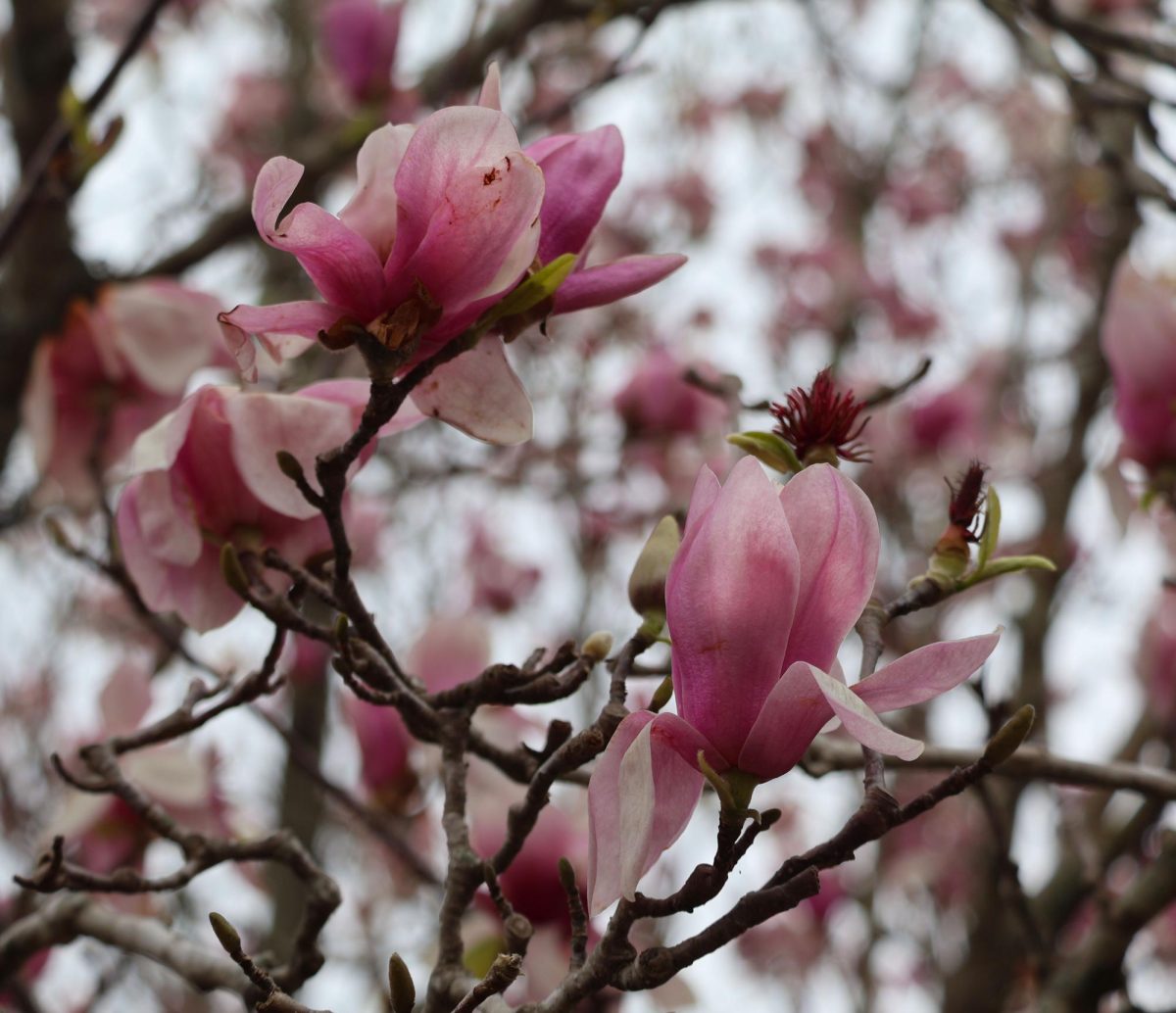 The magnolia tree in the THS commons atrium.